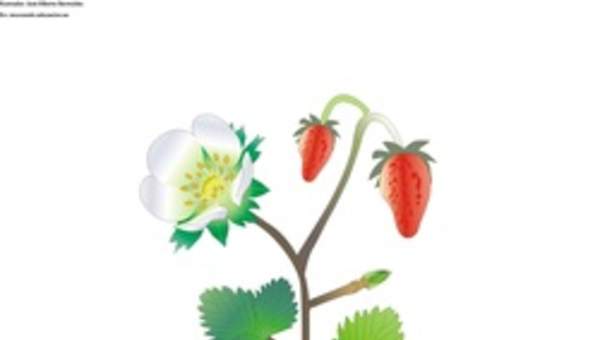 Partes de una planta con flor sin rotular Partes de una planta con flor sin rotular