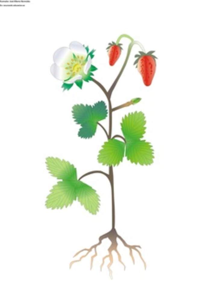 Partes de una planta con flor sin rotular Partes de una planta con flor sin rotular