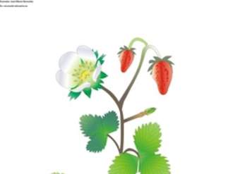 Partes de una planta con flor sin rotular Partes de una planta con flor sin rotular