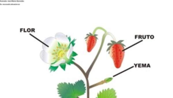 Partes de una planta con flor Partes de una planta con flor