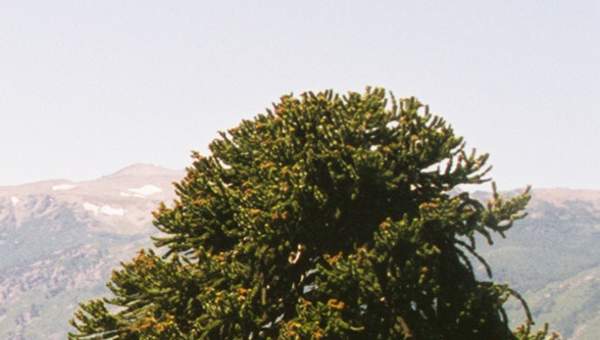 Araucaria Araucaria