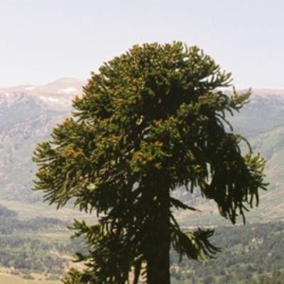 Araucaria Araucaria