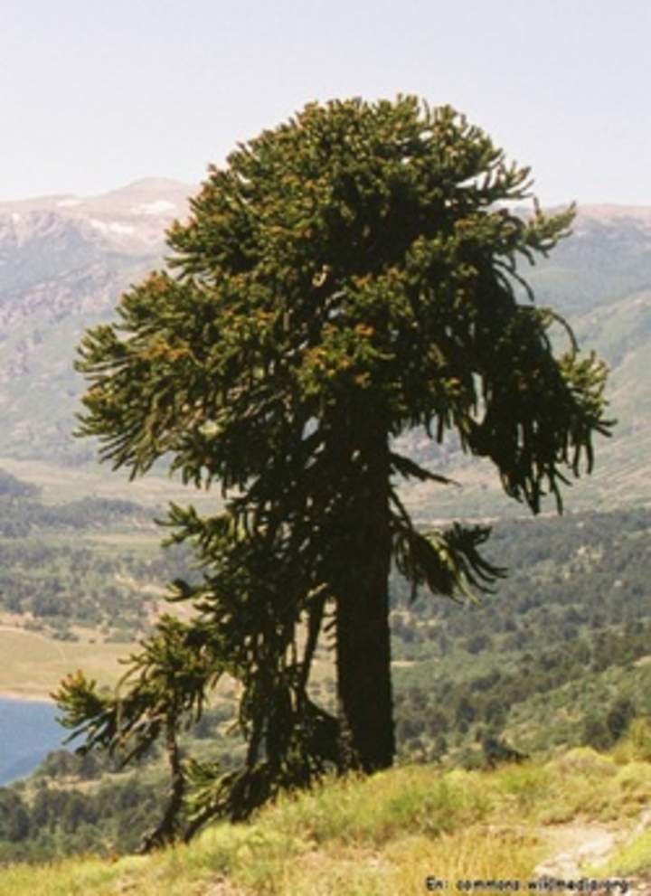 Araucaria Araucaria