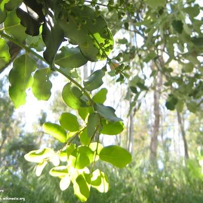 Belloto del norte Belloto del norte