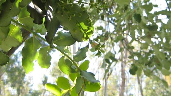 Belloto del norte Belloto del norte