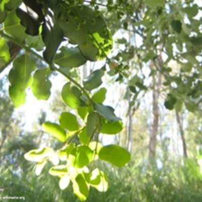 Belloto del norte Belloto del norte