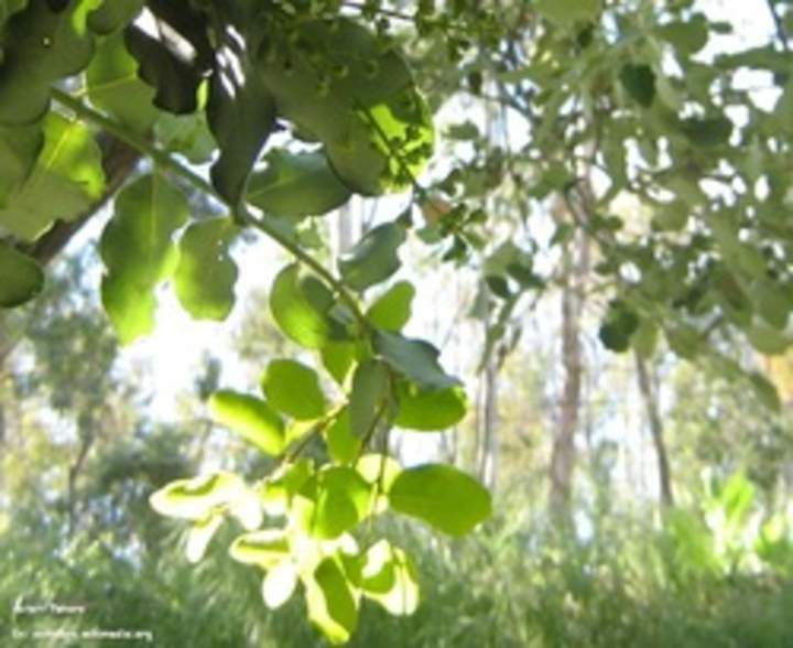 Belloto del norte Belloto del norte