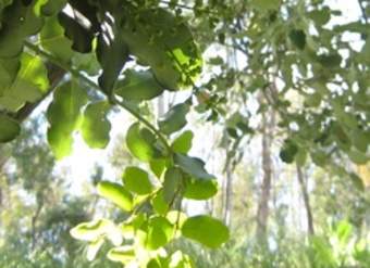 Belloto del norte Belloto del norte