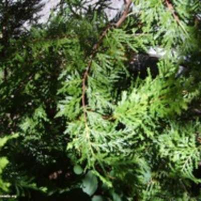 Ciprés de cordillera Ciprés de cordillera