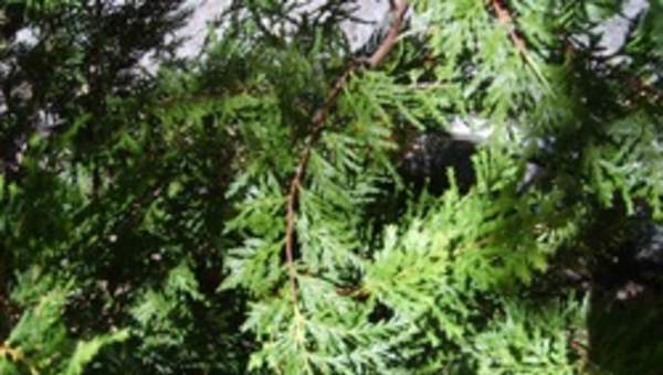 Ciprés de cordillera Ciprés de cordillera