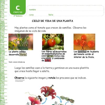 Ciclo de vida de una planta Ciclo de vida de una planta