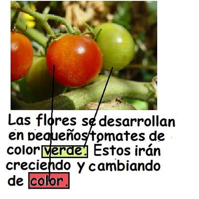 Ciclo de vida planta tomate en flor Ciclo de vida planta tomate en flor