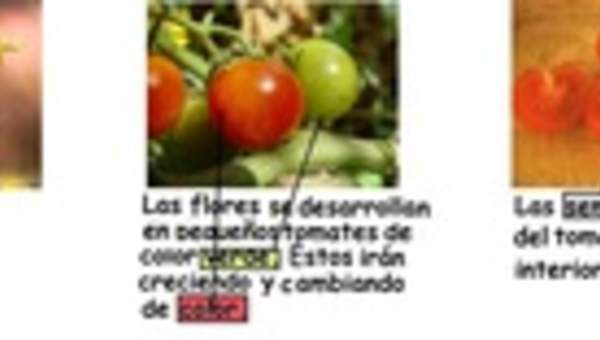 Ciclo de vida planta tomate en flor Ciclo de vida planta tomate en flor