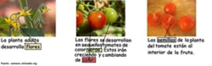 Ciclo de vida planta tomate en flor Ciclo de vida planta tomate en flor