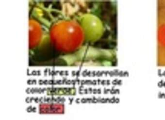 Ciclo de vida planta tomate en flor Ciclo de vida planta tomate en flor