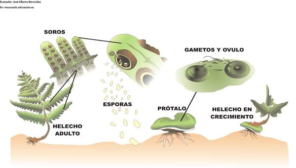 Ciclo de vida de un helecho rotulada Ciclo de vida de un helecho rotulada