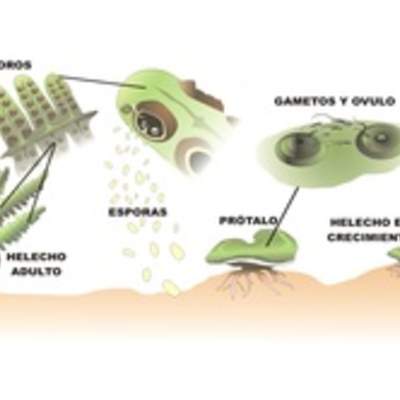 Ciclo de vida de un helecho rotulada Ciclo de vida de un helecho rotulada