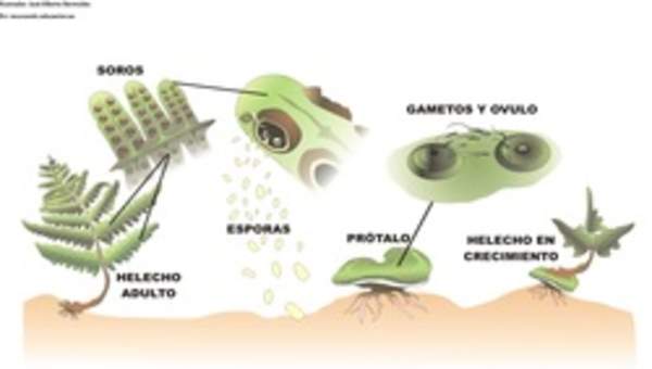 Ciclo de vida de un helecho rotulada Ciclo de vida de un helecho rotulada