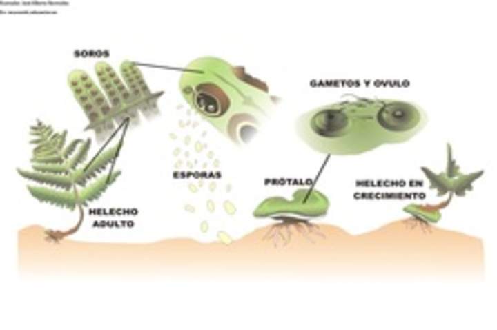 Ciclo de vida de un helecho rotulada Ciclo de vida de un helecho rotulada