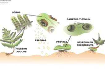 Ciclo de vida de un helecho rotulada Ciclo de vida de un helecho rotulada
