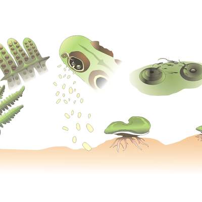 Ciclo de vida de un helecho Ciclo de vida de un helecho