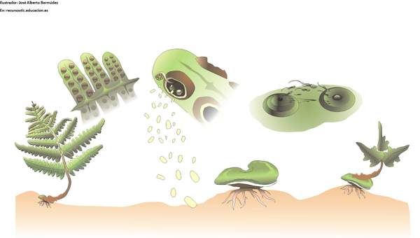 Ciclo de vida de un helecho Ciclo de vida de un helecho