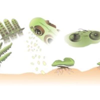 Ciclo de vida de un helecho Ciclo de vida de un helecho