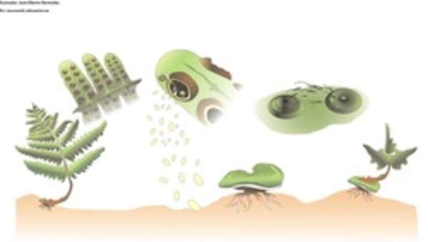 Ciclo de vida de un helecho Ciclo de vida de un helecho