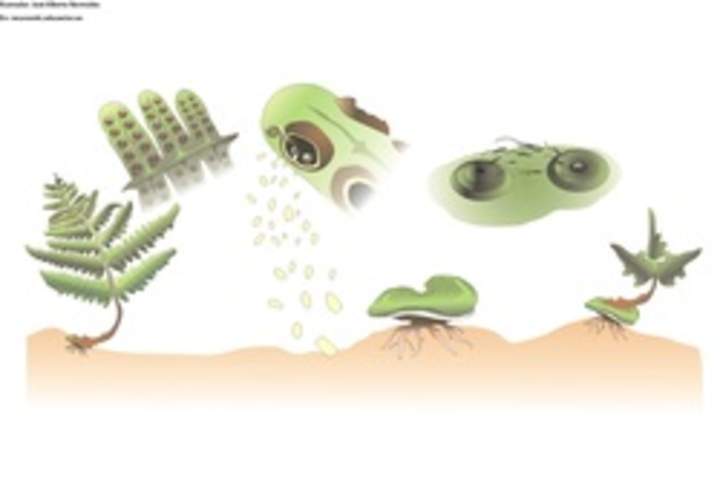 Ciclo de vida de un helecho Ciclo de vida de un helecho