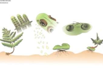 Ciclo de vida de un helecho Ciclo de vida de un helecho