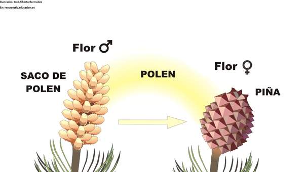 Ciclo de vida de una conífera rotulada Ciclo de vida de una conífera rotulada