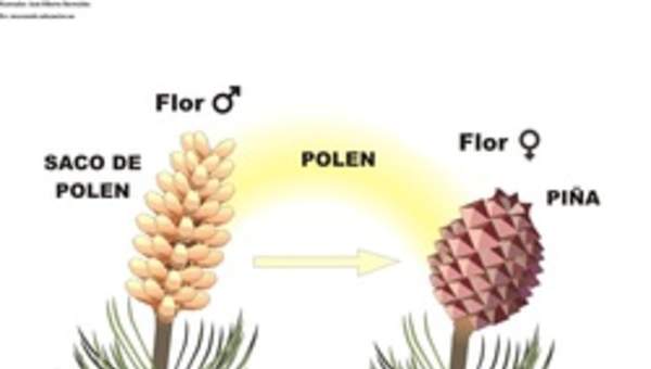 Ciclo de vida de una conífera rotulada Ciclo de vida de una conífera rotulada