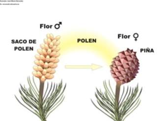 Ciclo de vida de una conífera rotulada Ciclo de vida de una conífera rotulada