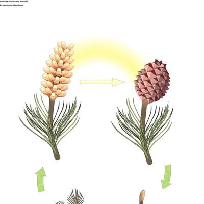 Ciclo de vida de una conífera Ciclo de vida de una conífera