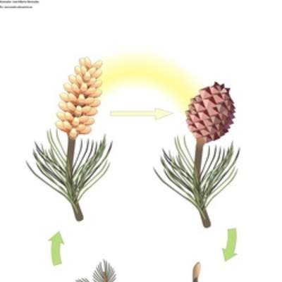 Ciclo de vida de una conífera Ciclo de vida de una conífera