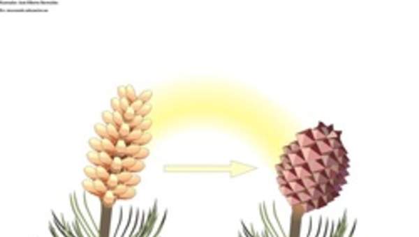 Ciclo de vida de una conífera Ciclo de vida de una conífera