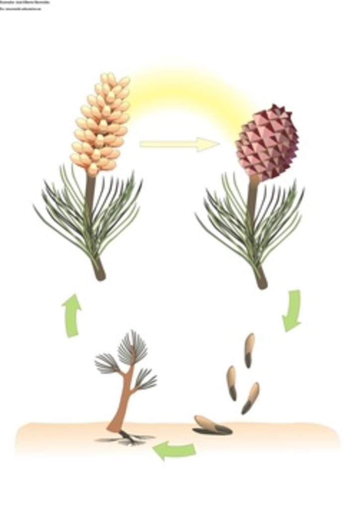 Ciclo de vida de una conífera Ciclo de vida de una conífera