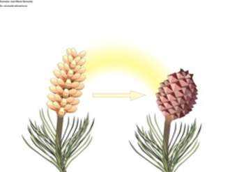 Ciclo de vida de una conífera Ciclo de vida de una conífera