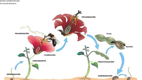 Ciclo de vida de una planta con flor rotulada Ciclo de vida de una planta con flor rotulada