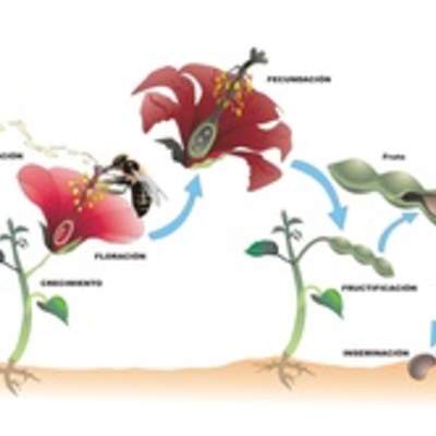 Ciclo de vida de una planta con flor rotulada Ciclo de vida de una planta con flor rotulada