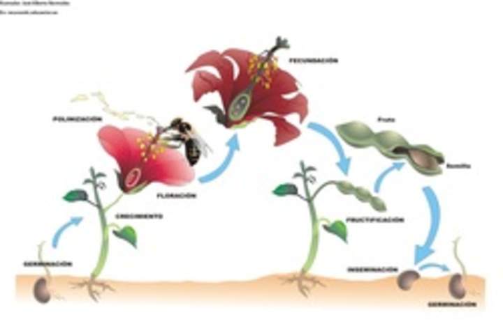 Ciclo de vida de una planta con flor rotulada Ciclo de vida de una planta con flor rotulada