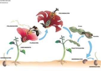 Ciclo de vida de una planta con flor rotulada Ciclo de vida de una planta con flor rotulada