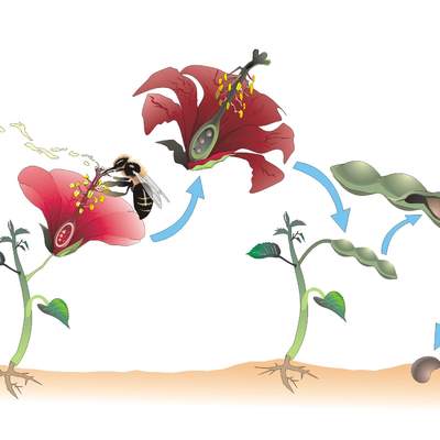 Ciclo de vida de una planta con flor sin rotular Ciclo de vida de una planta con flor sin rotular