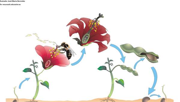 Ciclo de vida de una planta con flor sin rotular Ciclo de vida de una planta con flor sin rotular