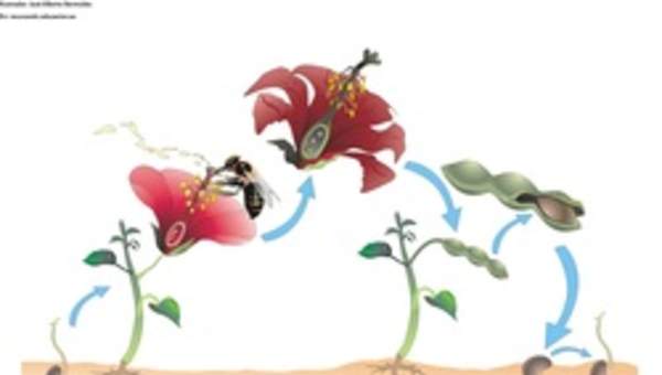 Ciclo de vida de una planta con flor sin rotular Ciclo de vida de una planta con flor sin rotular