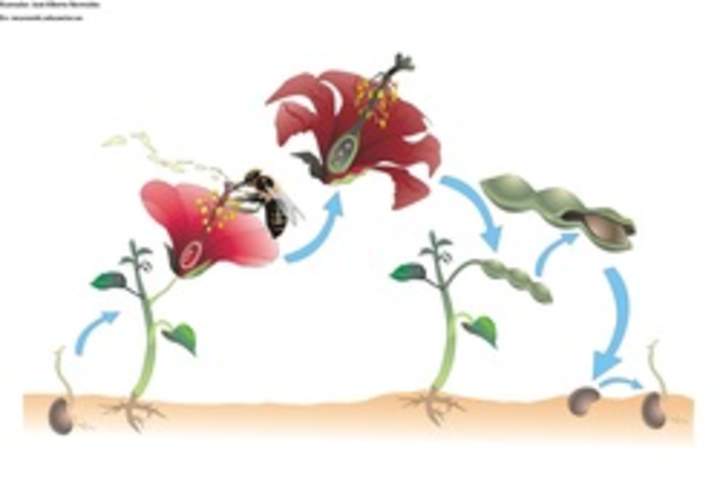 Ciclo de vida de una planta con flor sin rotular Ciclo de vida de una planta con flor sin rotular