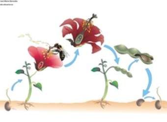 Ciclo de vida de una planta con flor sin rotular Ciclo de vida de una planta con flor sin rotular