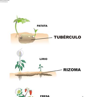 Reproducción asexual en plantas Reproducción asexual en plantas