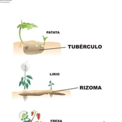 Reproducción asexual en plantas Reproducción asexual en plantas