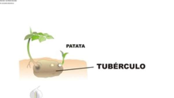 Reproducción asexual en plantas Reproducción asexual en plantas